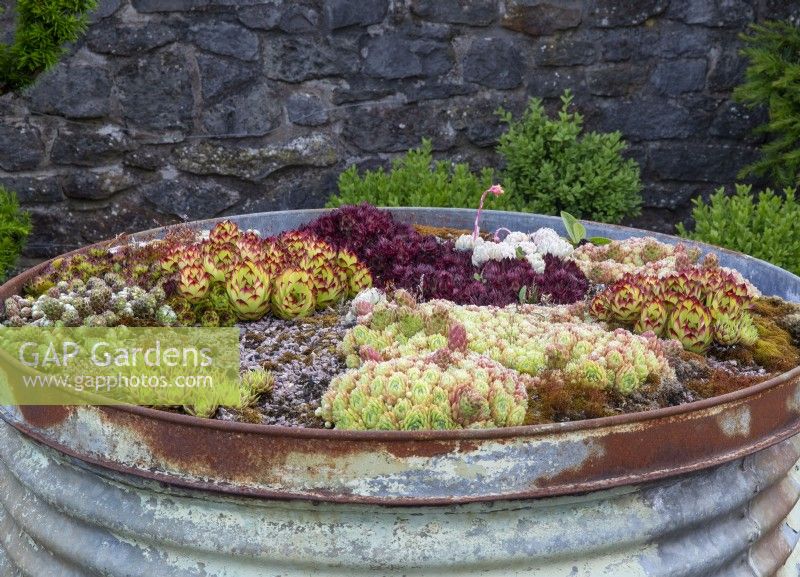 Yeo Valley Organic garden - Holt Farm - Blagdon - Somerset - succulents growing in a large industrial steel drum - different varieties of Sempervivums - house leeks