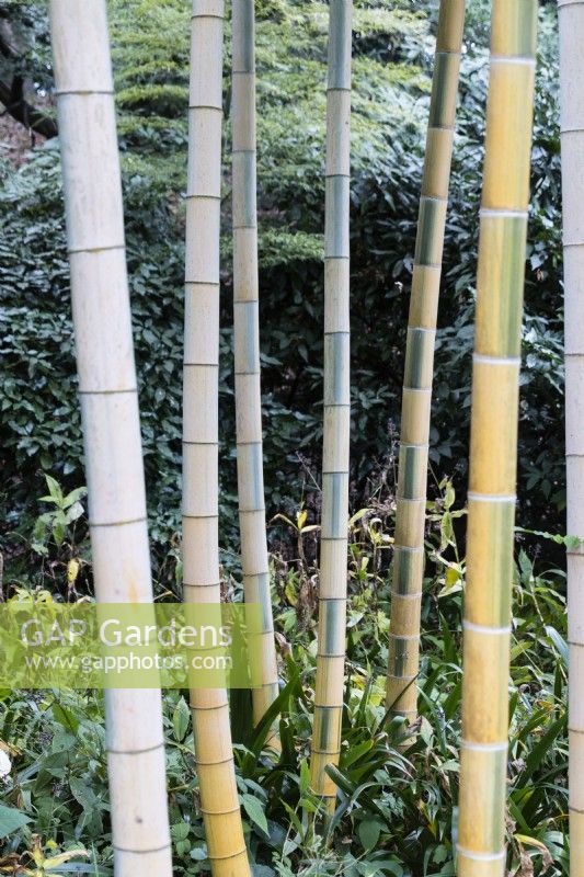 Phyllostachys edulis 'Tao Kiang' - group of stems showing variation in colour. 
