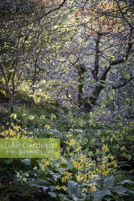 Erythronium oregonum in woodland garden