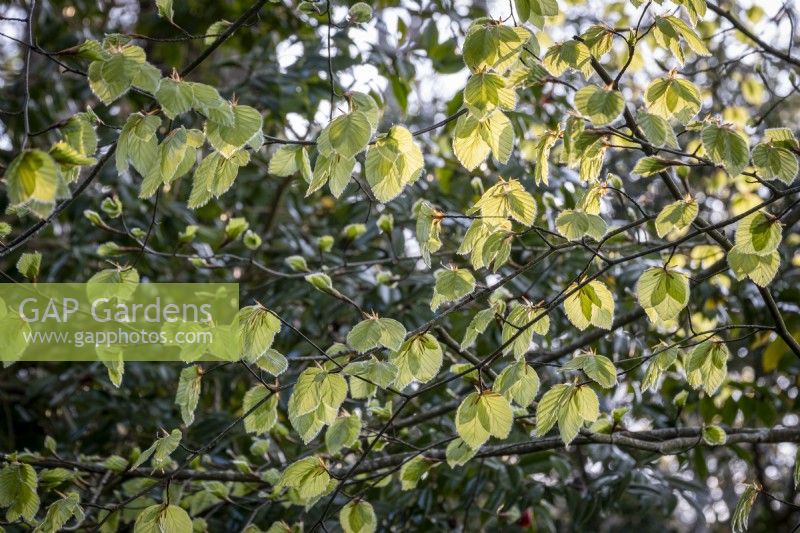 Beech, Fagus sylvatica, leaves in spring