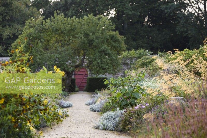 Path between silver borders in the walled garden at Parham House in September