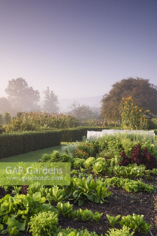 The vegetable garden in the walled garden at Parham House in September