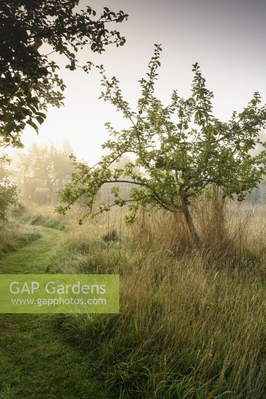 Orchard in the walled garden at Parham House in September