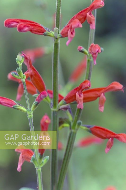 Salvia stolonifera