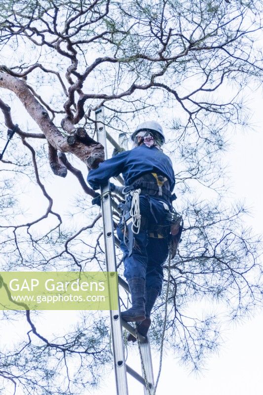 Gardener on ladder wearing protective gear doing detailed pruning of pine tree. 