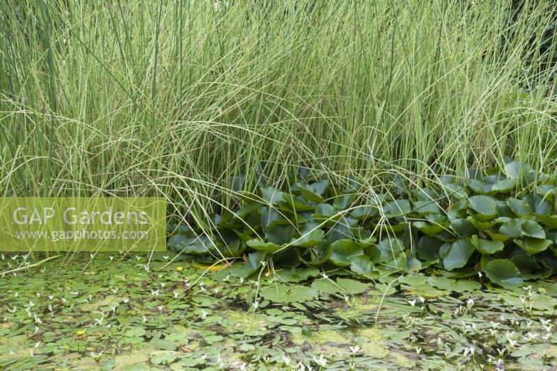 Schoenoplectus lacustris subsp. tabernaemontani 'Albescens', Nymphea alba and Aponogeton distachyos in the main pond.