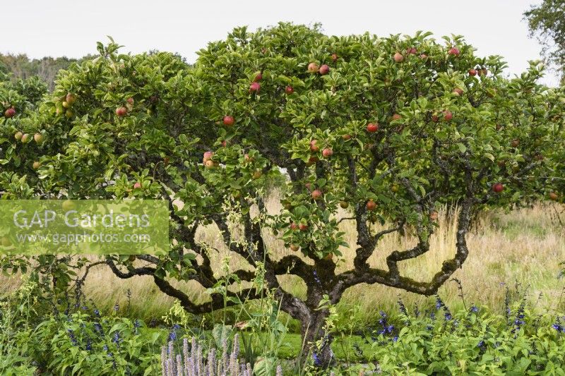 Espaliered apple tree in the walled garden at Parham House in September