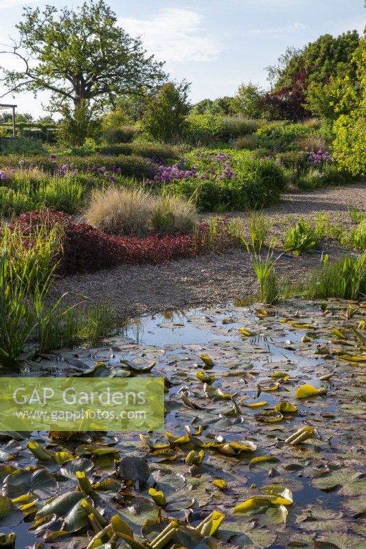 View over the gravel garden with pond full of Nymphaea - water lilies  - water marginal plants including Typha - bulrushes - garden planting of Lysimachia ciliata 'Firecracker', Ornamental grasses and Alliums
