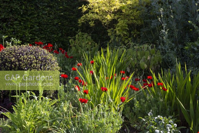 Border planted with Pittosporum tenuifolium 'Tom Thumb' - ball topiary and Papaver commutatum 'Ladybird'