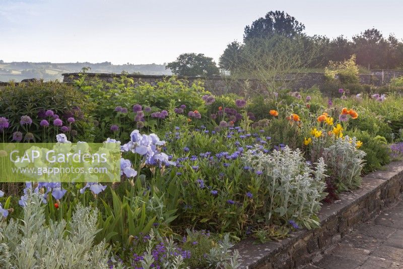 View over the long border with mixed planting of Irises, Alliums, Centaurea montana, poppies and Stachys byzantina - lamb's ears