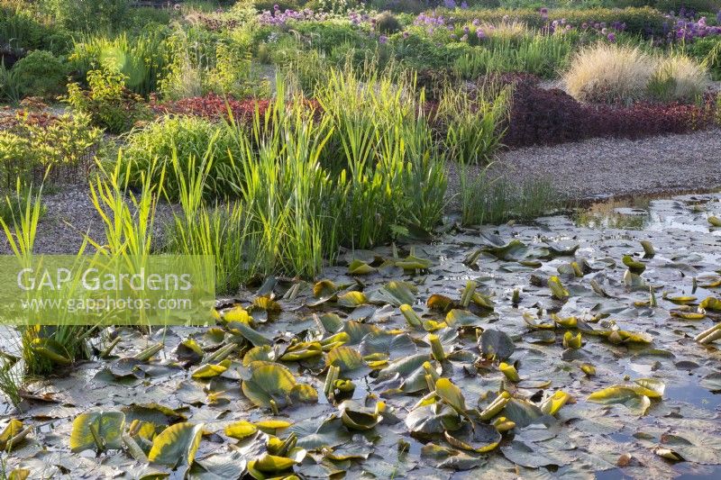 View over pond with Nymphaeceae - water lily pads and marginal plants including Typha angustifolia - bulrushes - gravel garden planting of ornamental grasses, Alliums, Lysimachia ciliata 'Firecracker' - purple leaved loosetrife and Ligularia