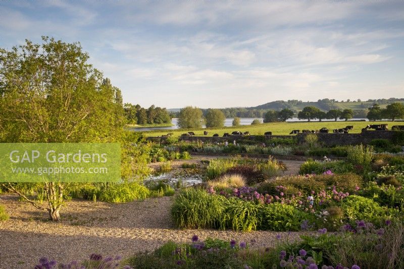 Sunrise view over the gravel garden towards Blagdon Lake with cows grazing in field - Alliums, Irises, ornamental grasses and mixed planting perennial flower beds and small pond with aquatic plants and marginals including water lily pads - Nymphaeaceae - Typha - bulrushes - ornamental grasses, Lysimachia ciliata 'Firecracker', purple leaved loosetrife