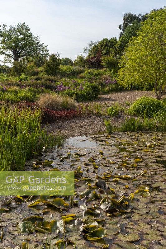 View over the gravel garden and pond, Cirsium rivulare 'Atropurpureum' in the foreground planting in the beds of Lysimachia ciliata 'Firecracker' - ornamental grasses and Alliums - Nymphaea -water lilies and typha - bulrushes in the pond