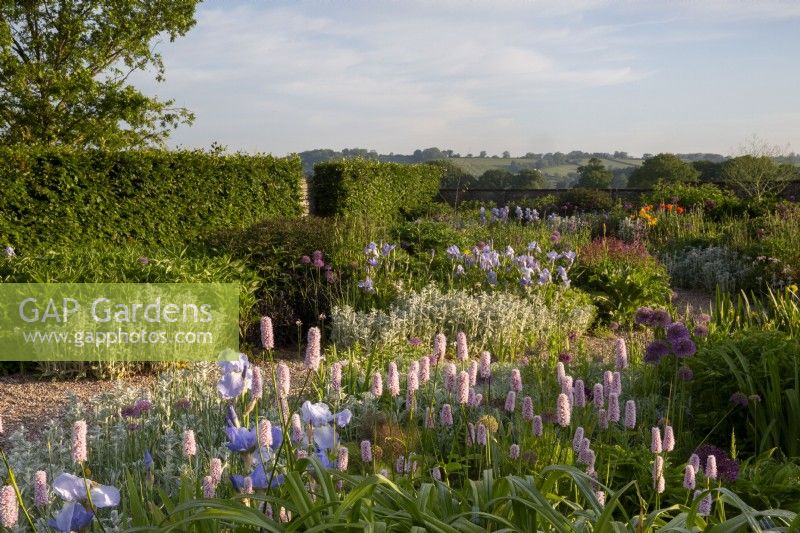View over the gravel garden - mixed planting flower beds with Bistorta officinalis - Irises and alliums - beech hedge
