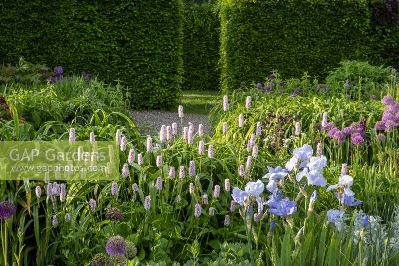 View over gravel garden - mixed planting flower beds with Bistorta officinalis - Irises and Alliums - beech hedge