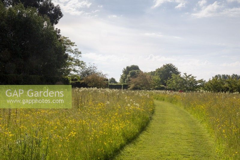 Meadow garden with a mowed path through field of buttercups and grasses 