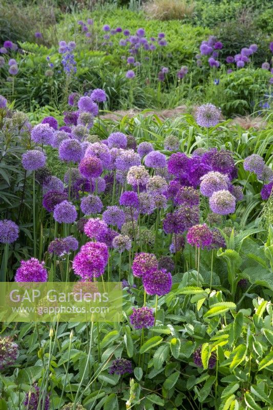 Different varieties of Alliums grouped together growing in  flower borders