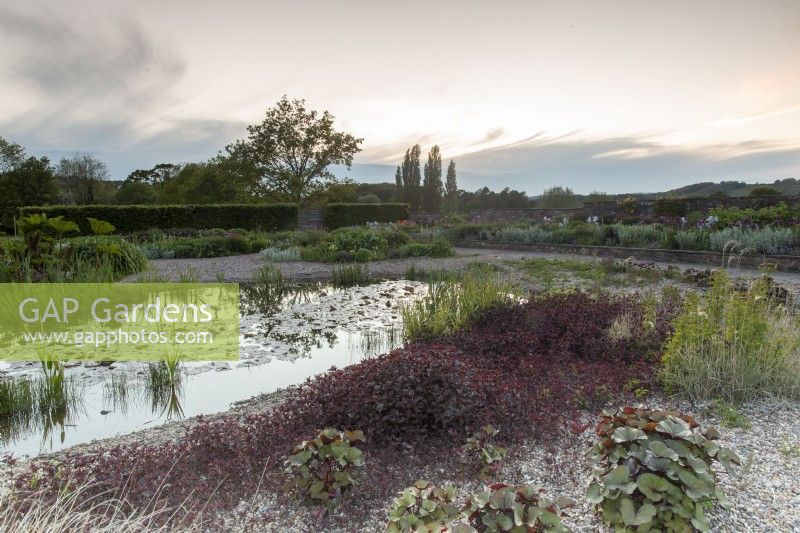 Sunrise view over the gravel garden with pond full of water lilies and bulrushes and water marginal plants including Lysimachia ciliata 'Firecracker' - purple leaved loosetrife and Ligularia