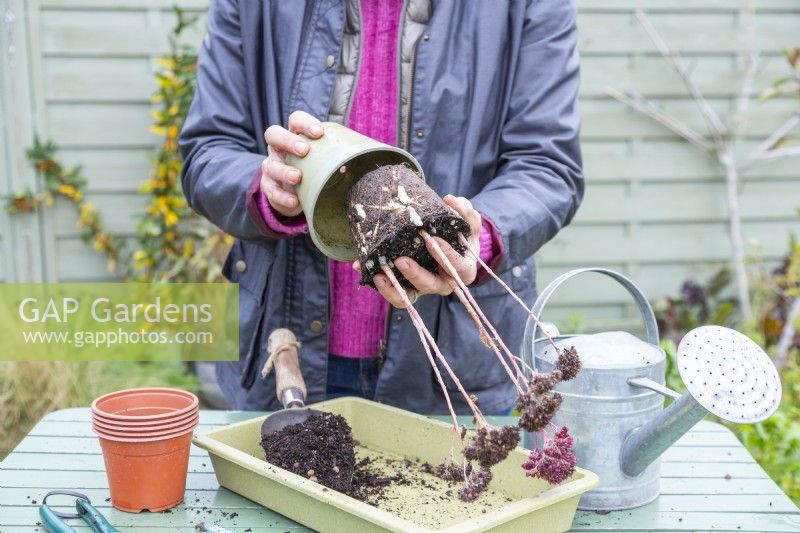 Woman removing Sedum 'Herbstfreude' cuttings from pot - exposing the roots