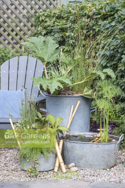 Galvanised metal containers planted with Acorus gramineus 'Ogon', Juncus inflexus 'Hard Rush', Gunnera manicata, Rodgersia pinnata 'Maurice Mason', Houttuynia 'Flame', Isolepis cernua, with metal basin pond planted with Cyperus percamenthus and Nymphaea 'Sulphurea' with bamboo ladder and pebbles