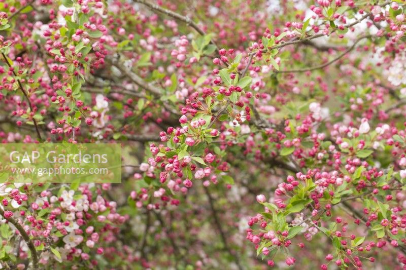 Malus 'Mary Potter' Spring Blossom