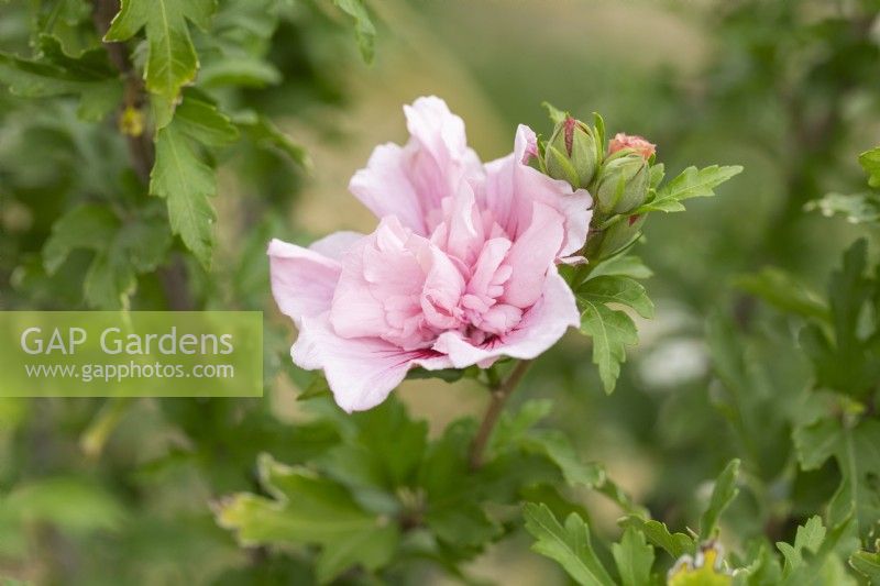 Hibiscus syriacus 'Pink Chiffon' - Rose of Sharon