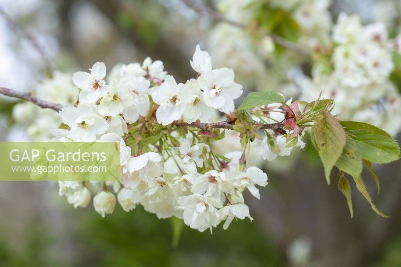 Prunus serrulata 'Asagi' - Japanese Cherry Tree Blossom
