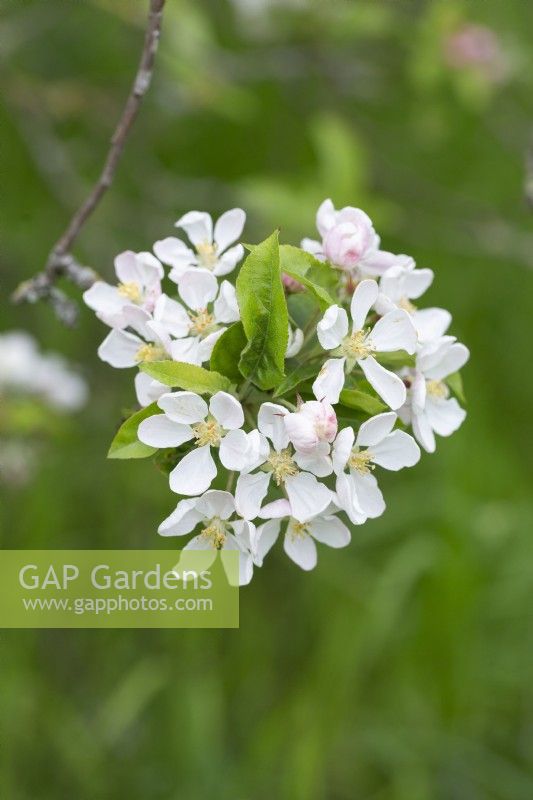 Malus 'Crittenden' - Spring blossom