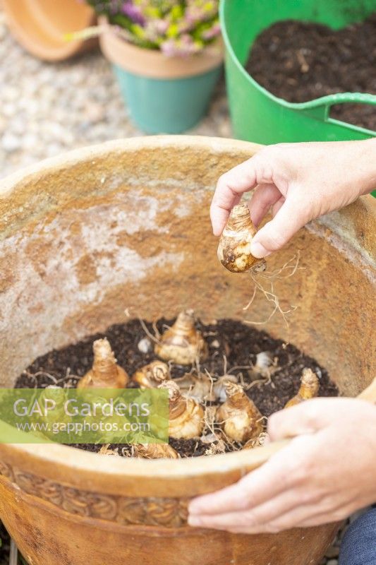 Woman planting Narcissus 'Geranium' bulbs in large container