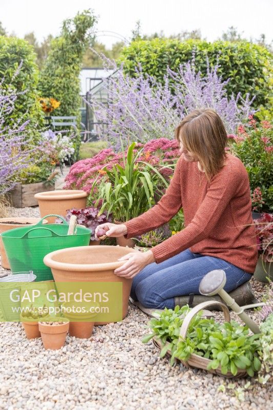 Woman planting Hyacinthus 'Delft Blue' bulbs in large terracotta container
