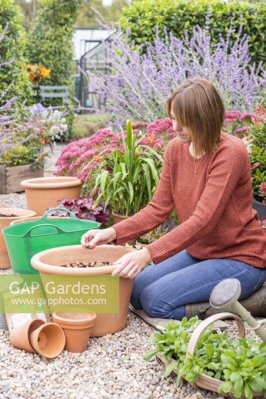 Woman planting a layer of Crocus sieberi 'Tricolor' bulbs in large terracotta container