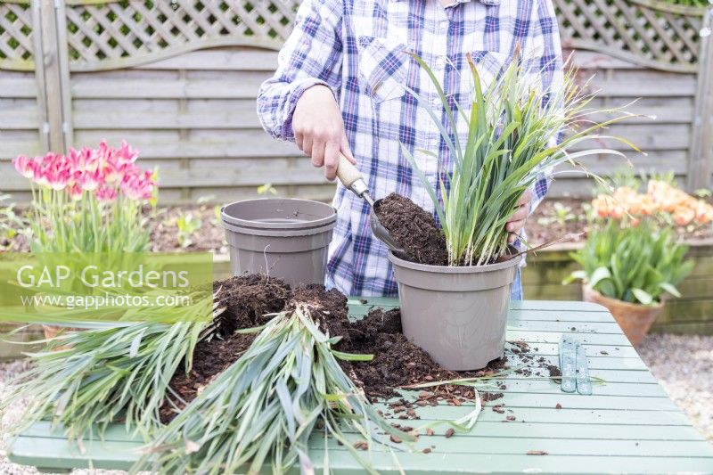 Woman planting Carex 'Bunny Blue' in pot and filling with compost
