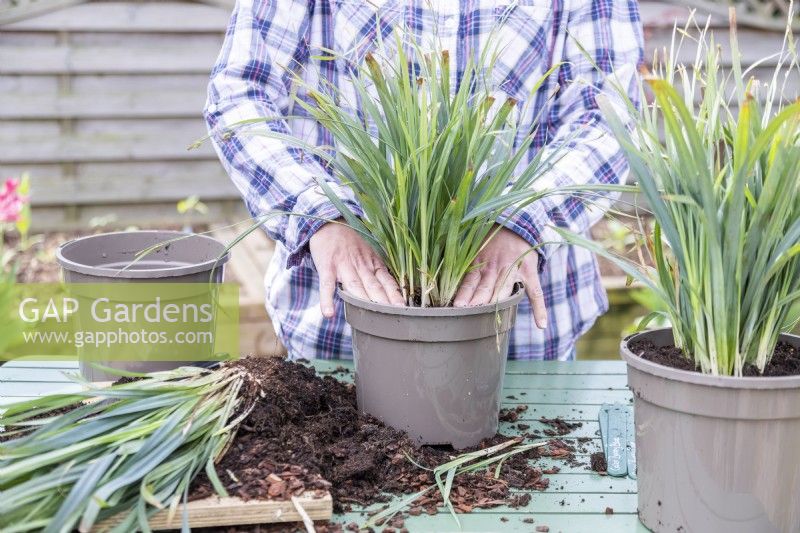 Woman firming in compost around Carex 'Bunny Blue'