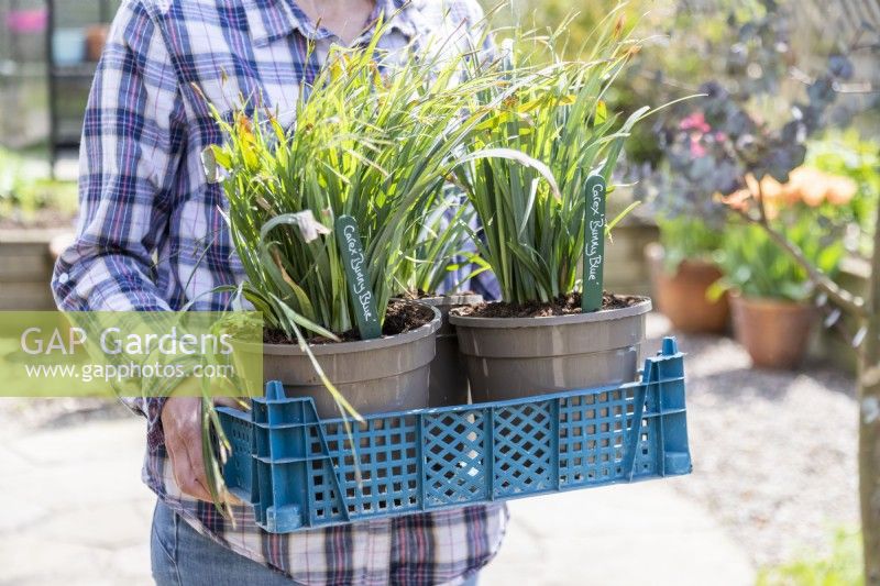 Woman carrying tray with potted Carex 'Bunny Blue' that had been split from one plant