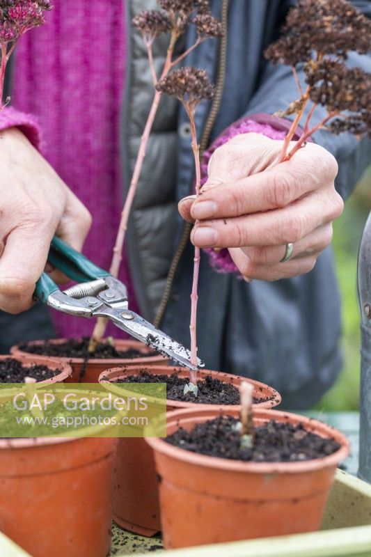 Woman cutting the Sedum 'Herbstfrerude' stems to promote increased growth at base