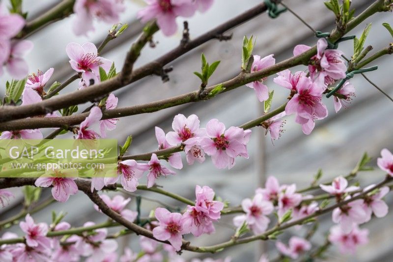 Peach. Prunus persica blossom in spring