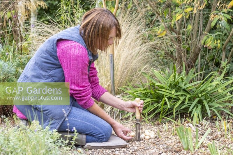 Woman using widger to plant Allium siculum - Nectaroscordum bulbs