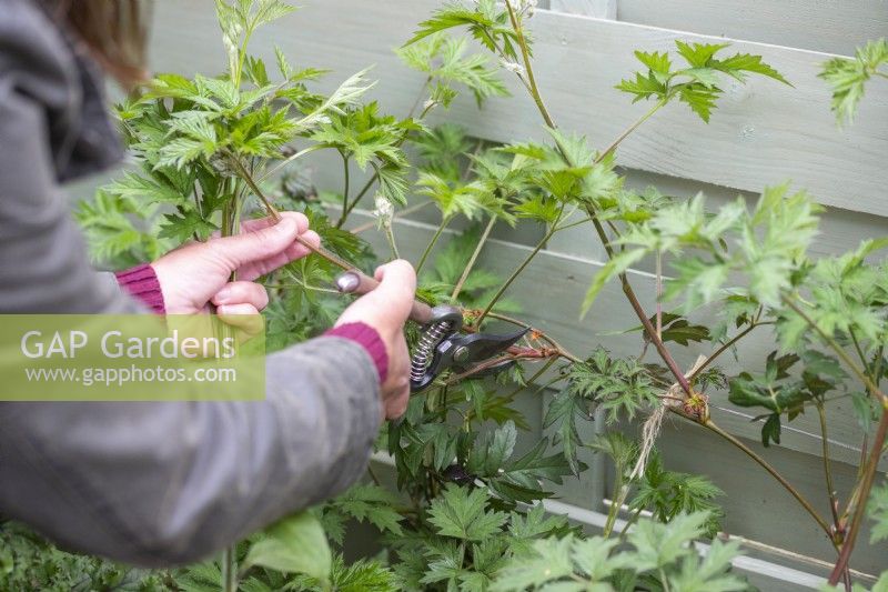 Woman taking cuttings from Thornless Blackberry