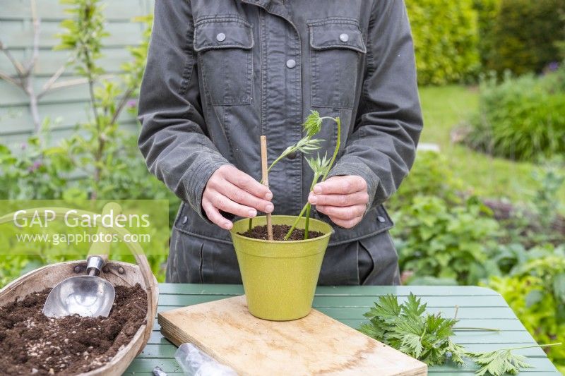Woman using bamboo stick to help plant Blackberry 'Oregon Thornless' cuttings in the pot
