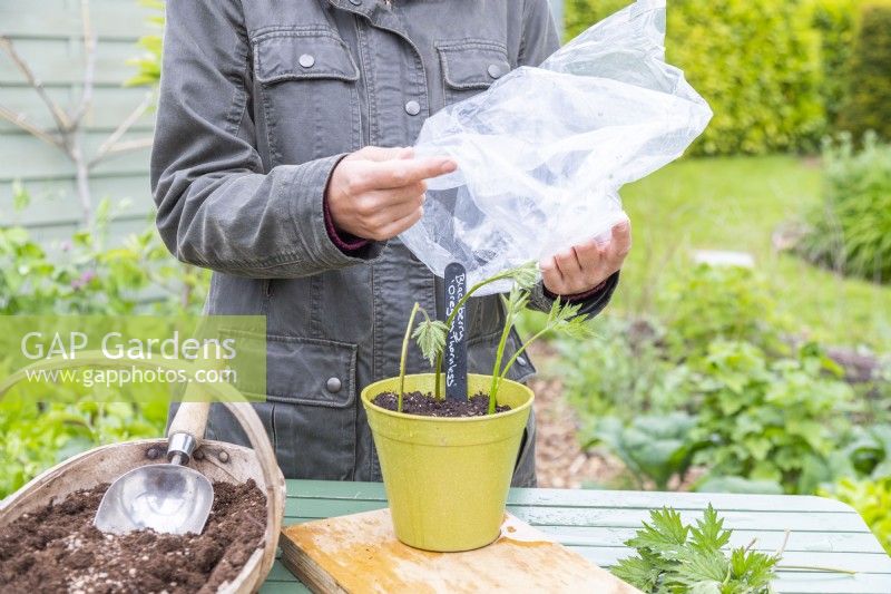 Woman placing clear plastic bags over Blackberry 'Oregon Thornless' cuttings