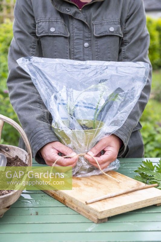 Woman tying clear plastic bag over pot with Blackberry 'Oregon Thornless' cuttings