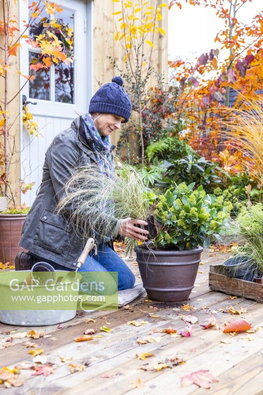 Woman planting Stipa tenuissima 'Pony Tails' in container with Skimmia japonica 'Finchy'