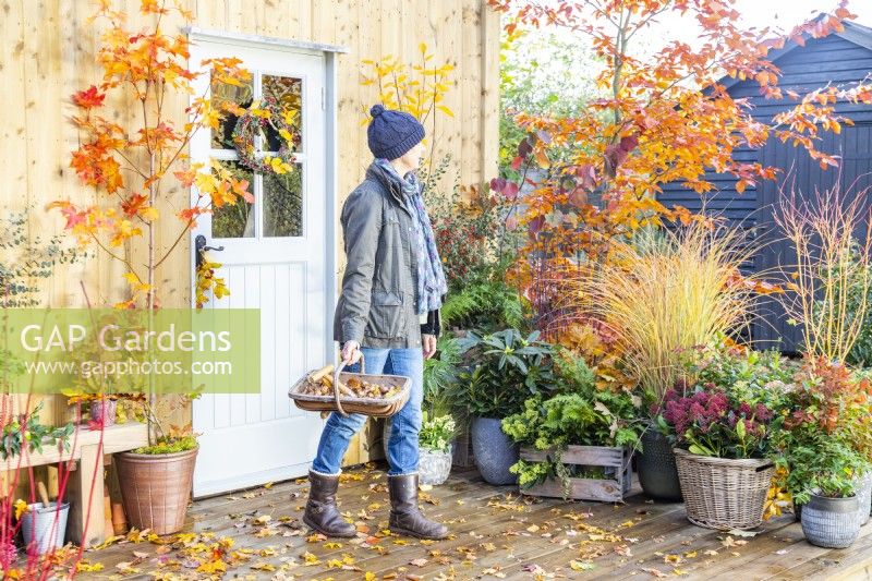 Woman walking past mixed containers carrying a trug of tulip bulbs with Autumn leaves scattered on deck