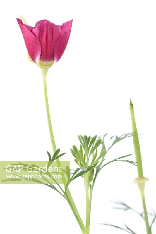 Eschscholzia californica  'Carmine King'  California poppy  September