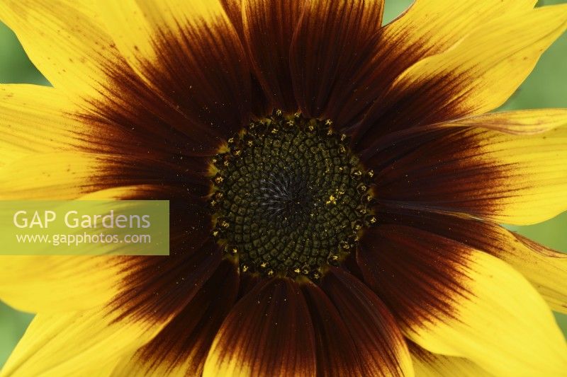 Helianthus annuus  'Magic Roundabout'  Tall multi-headed sunflower with variable flower colour  F1 Hybrid  July