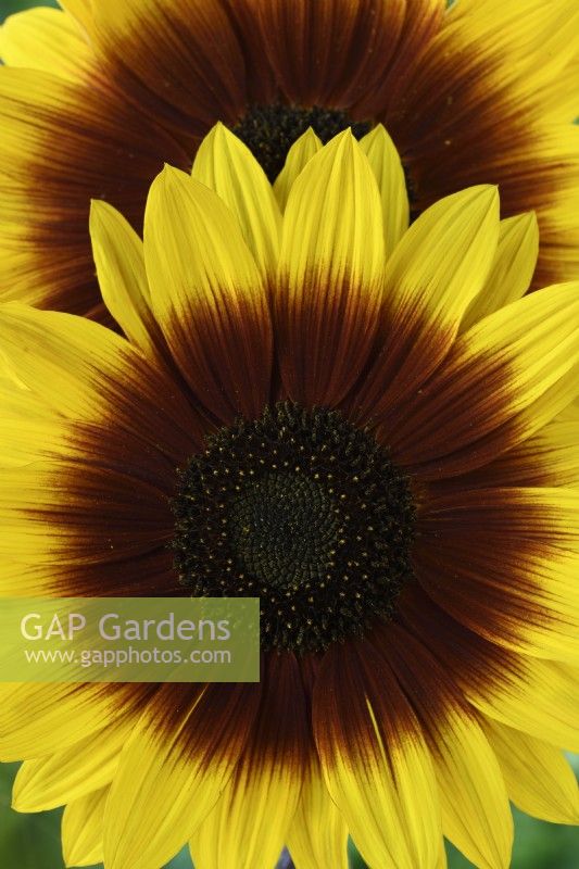 Helianthus annuus  'Magic Roundabout'  Tall multi-headed sunflower with variable flower colour  F1 Hybrid  September