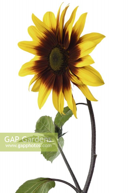 Helianthus annuus  'Magic Roundabout'  Tall multi-headed sunflower with variable flower colour  F1 Hybrid  August