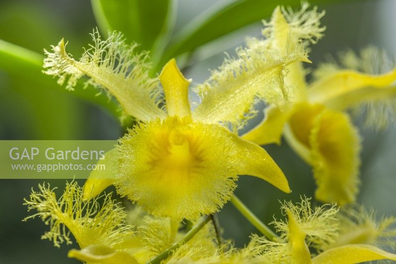 Dendrobium harveyanum. Closeup of orchid flower. April