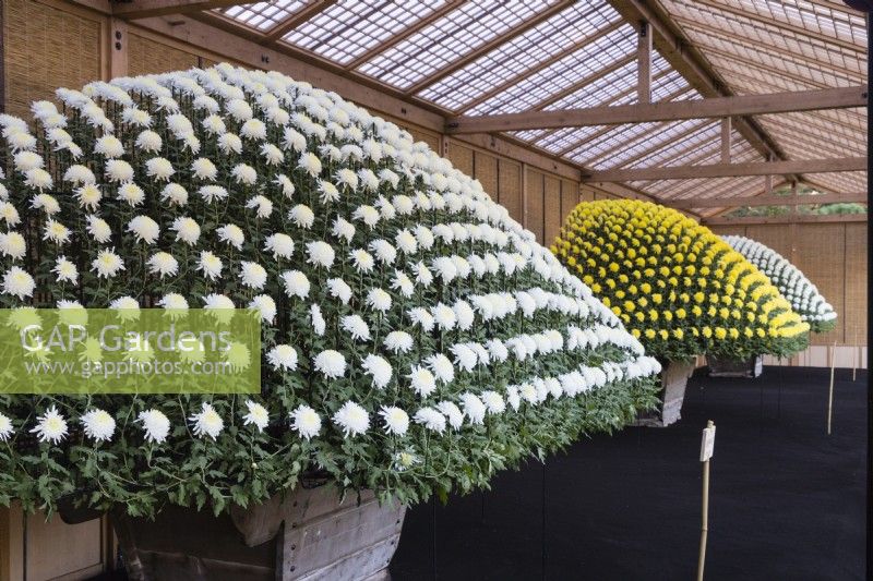 White and yellow chrysanthemum plants grown in containers and trained and pinched out to produce several hundred blooms in a dome shape. This technique is called Ozukuri in Japan where the image was taken
