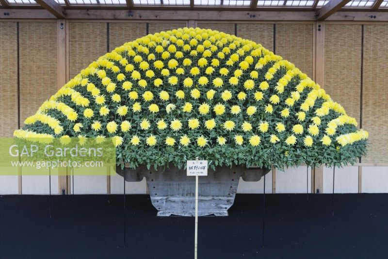 Single yellow chrysanthemum plant grown in container and trained and pinched out to produce several hundred blooms in a dome shape. This technique is called Ozukuri in Japan where the image was taken.